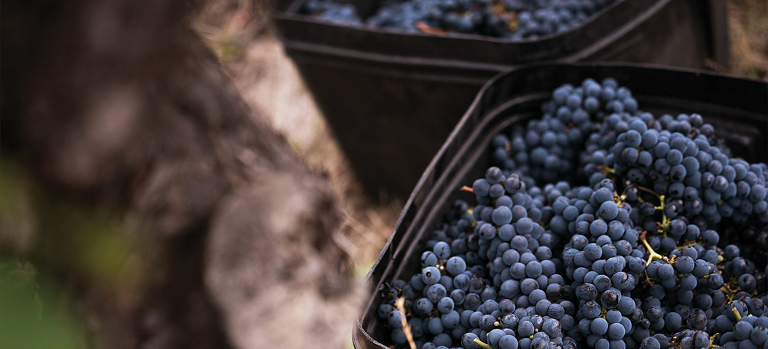 Hand Picked Cabernet Sauvignon